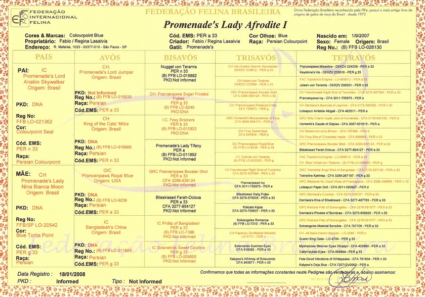 Persa - Promenade's Lady Afrodite I - Pedigree
