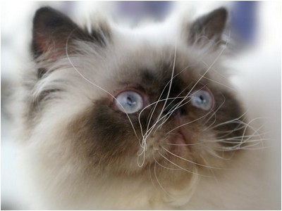 Persa - Promenade's Lord Adonis - Foto 02
