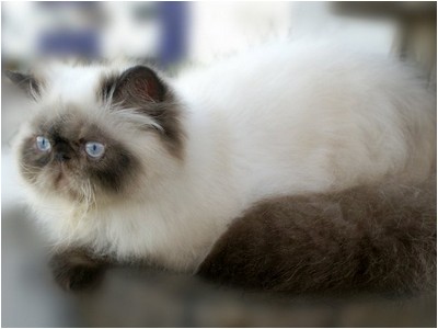 Persa - Promenade's Lord Adonis - Foto 03