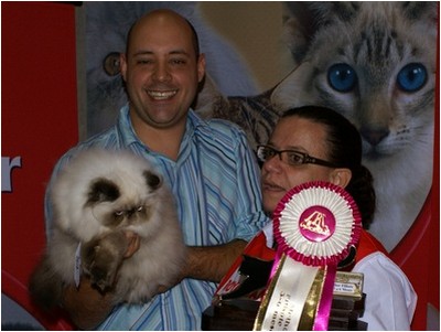 Persa - Promenade's Lord Adonis - Foto 06