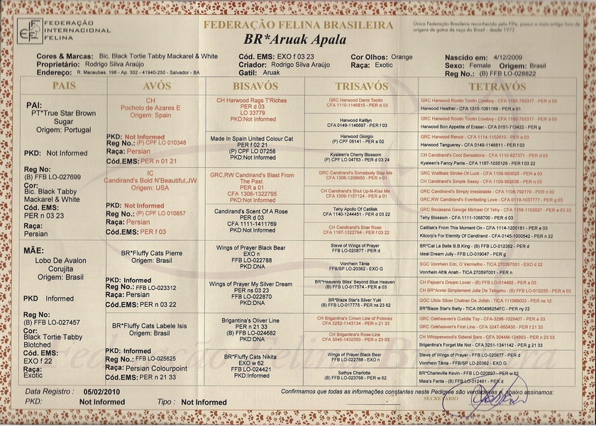 Persa - Aruak Apala - Pedigree