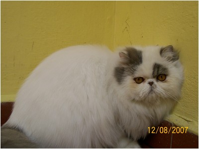 Persa - Lady Betty De Saint Christin - Foto 01
