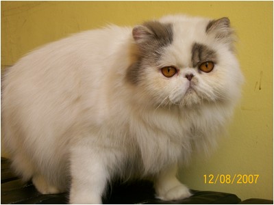 Persa - Lady Betty De Saint Christin - Foto 02