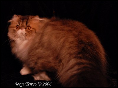 Persa - True Star Brown Sugar - Foto 01