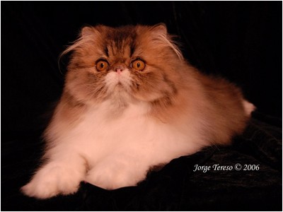 Persa - True Star Brown Sugar - Foto 04