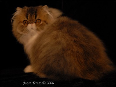 Persa - True Star Brown Sugar - Foto 06