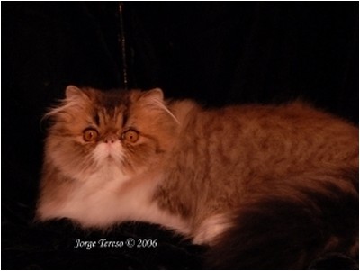Persa - True Star Brown Sugar - Foto 07