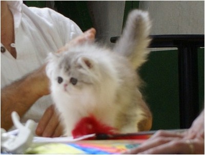 Persa - Aruak Eglantine - Foto 01