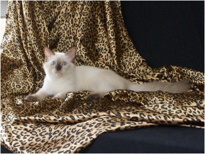 Ragdoll - Aruak Freddy - Foto 01