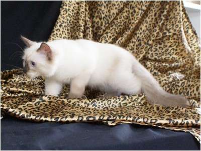 Ragdoll - Aruak Freddy - Foto 02