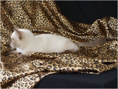 Ragdoll - Aruak Freddy - Foto 03