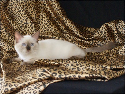 Ragdoll - Aruak Freddy - Foto 04