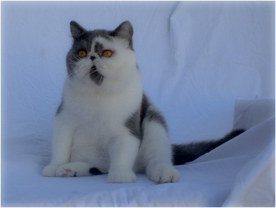 Persa - Aruak Tobby - Foto 02