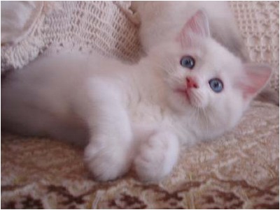 Ragdoll - Mitzi Kiri - Foto 01