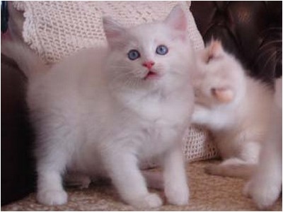 Ragdoll - Mitzi Kiri - Foto 02