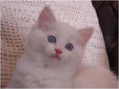 Ragdoll - Mitzi Kiri - Foto 03