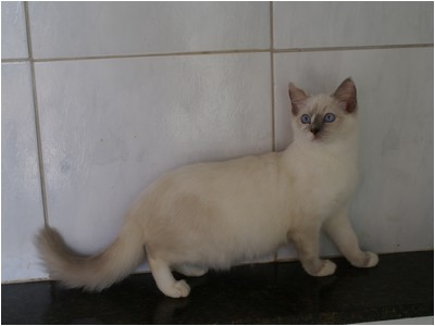 Ragdoll - Aruak Rute - Foto 01