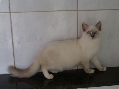 Ragdoll - Aruak Rute - Foto 02