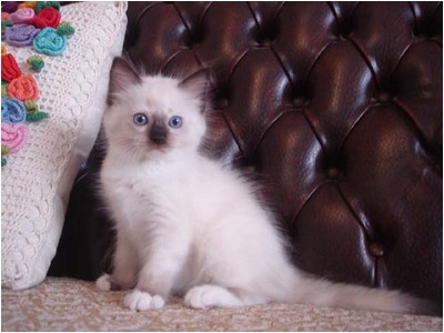 Ragdoll - Mitzi Teka - Foto 01