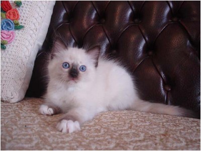 Ragdoll - Mitzi Teka - Foto 02