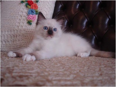 Ragdoll - Mitzi Teka - Foto 03