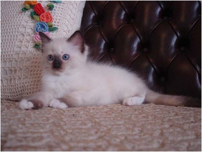Ragdoll - Mitzi Teka - Foto 04