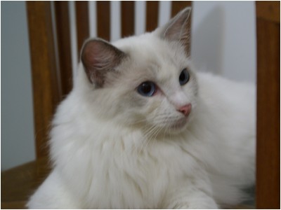 Ragdoll - Soberano Yoko - Foto 01