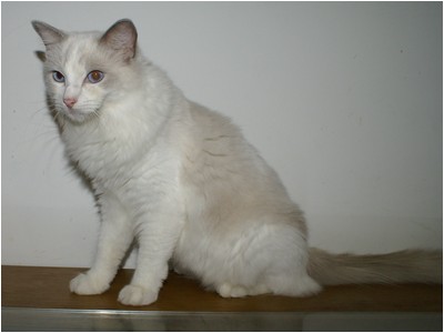 Ragdoll - Soberano Yoko - Foto 02