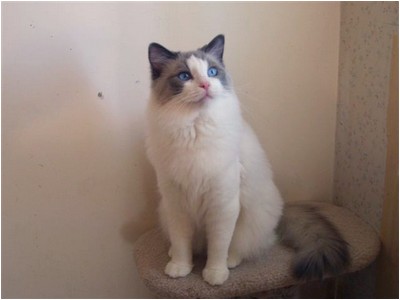 Ragdoll - Ragalong Apache Moon - Foto 01