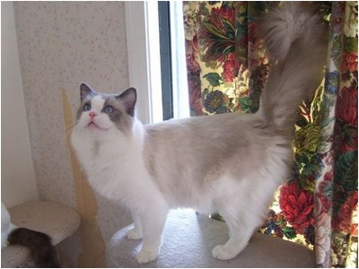 Ragdoll - Ragalong Apache Moon - Foto 02