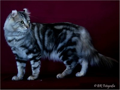 American Curl - Ch Siriuksen Algot Curl - Foto 01