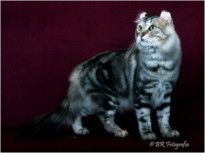 American Curl - Ch Siriuksen Algot Curl - Foto 02