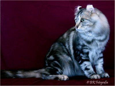 American Curl - Ch Siriuksen Algot Curl - Foto 03