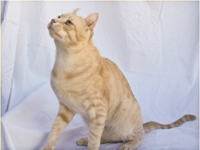 American Curl - Preciouscurl Mccreamy - Foto 01