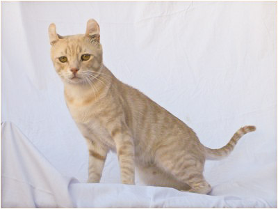 American Curl - Preciouscurl Mccreamy - Foto 02