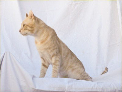 American Curl - Preciouscurl Mccreamy - Foto 03
