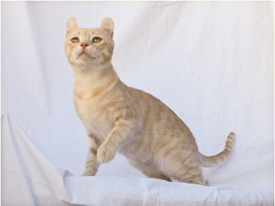 American Curl - Preciouscurl Mccreamy - Foto 04