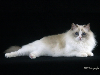 Ragdoll - Soberano Symphony - Foto 01