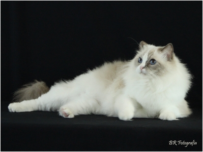 Ragdoll - Soberano Symphony - Foto 02