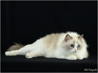 Ragdoll - Soberano Symphony - Foto 03