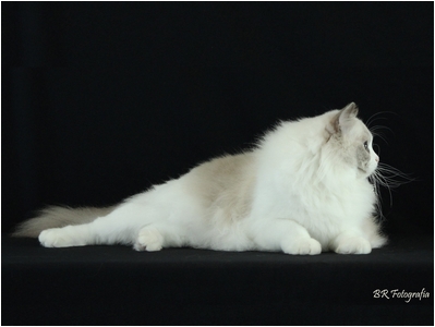 Ragdoll - Soberano Symphony - Foto 04