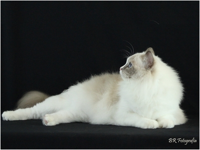 Ragdoll - Soberano Symphony - Foto 05