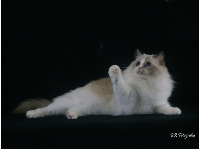 Ragdoll - Soberano Symphony - Foto 06
