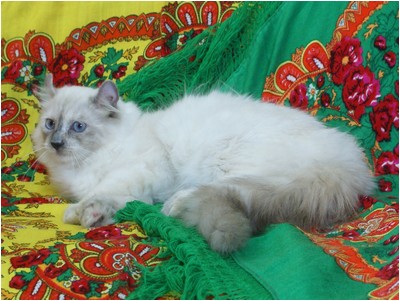 American Curl - Curlessence Everlasting Love - Foto 02