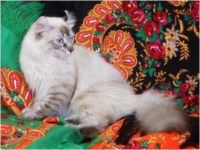 American Curl - Curlessence Oil Of Gladness - Foto 01