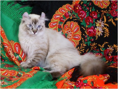 American Curl - Curlessence Oil Of Gladness - Foto 02