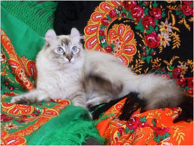 American Curl - Curlessence Oil Of Gladness - Foto 03