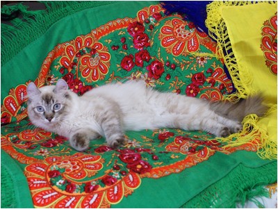 American Curl - Curlessence Oil Of Gladness - Foto 04