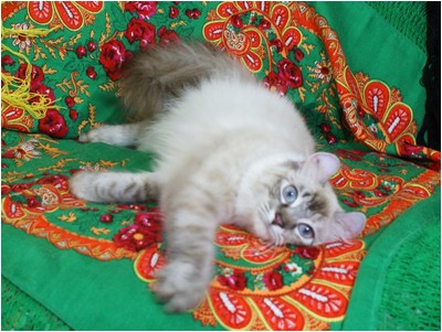 American Curl - Curlessence Oil Of Gladness - Foto 05