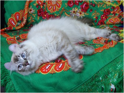 American Curl - Curlessence Oil Of Gladness - Foto 06